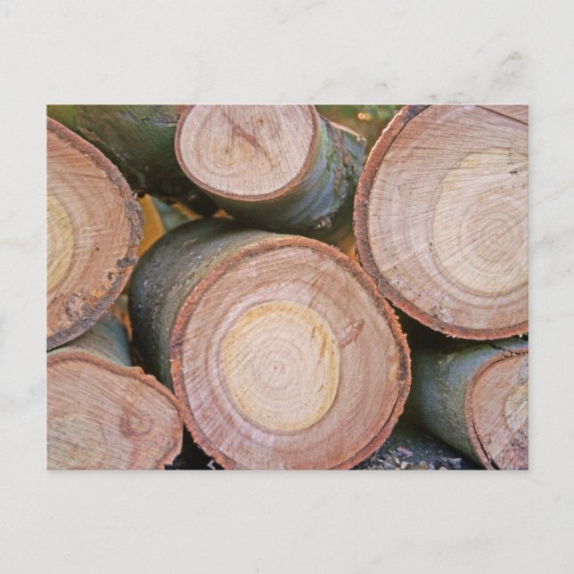Carte Postale Pile de journaux (Devant)