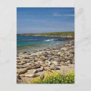 Carte Postale Pile des phoques éléphants