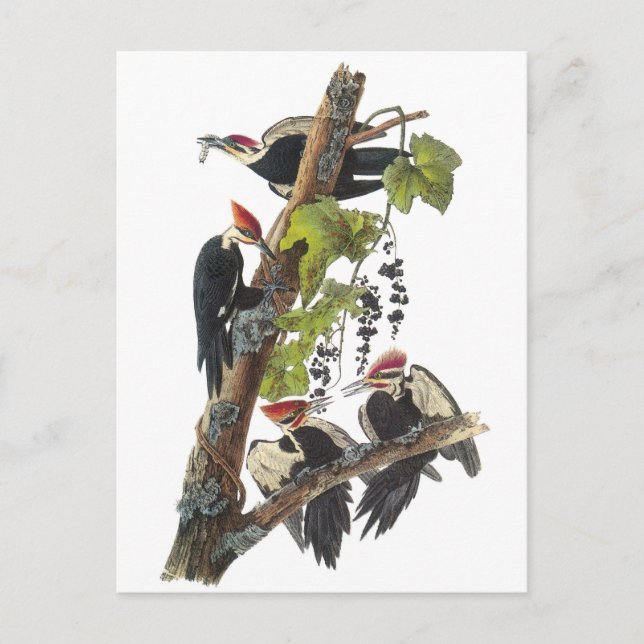 Carte Postale Pileated Woodpecker by Audubon (Devant)