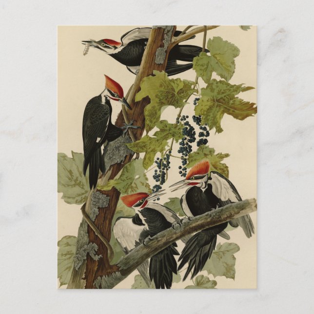 Carte Postale Pileated Woodpecker from Audubon Birds of America (Devant)