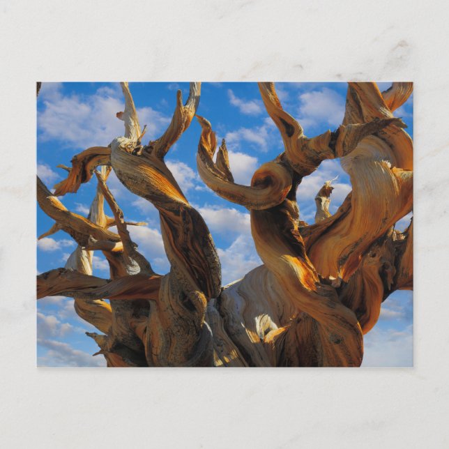 Carte Postale Pin Bristlecone (Devant)