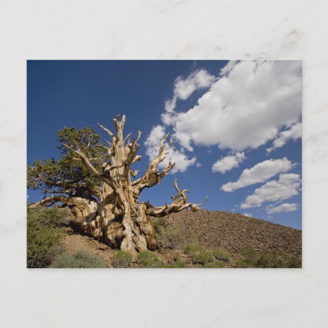 Carte Postale Pin Bristlecone dans l'Ancient Bristlecone Forest, (Devant)