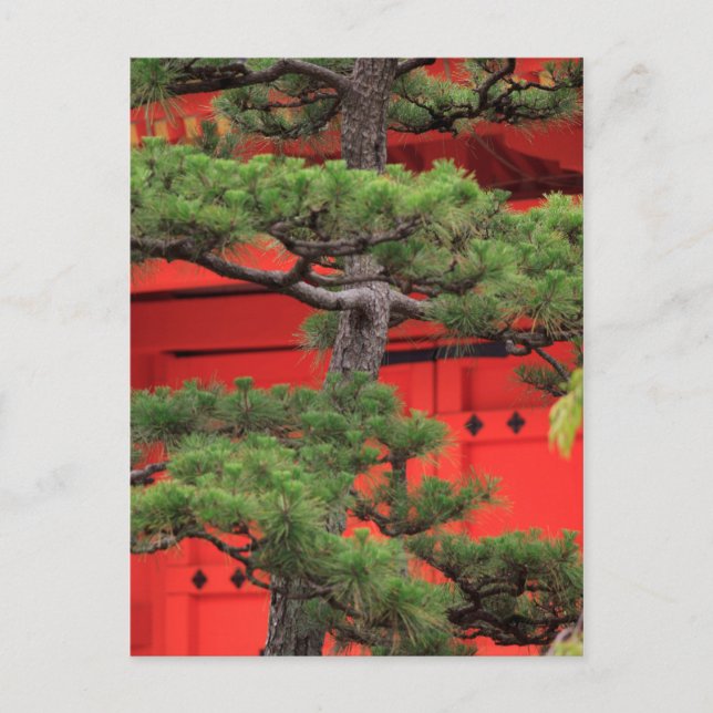Carte Postale Pin de bonsaï (Devant)