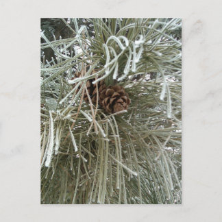 Carte Postale Pin givré