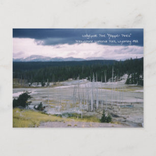 Carte Postale Pin Lodgepole Parc national de Yellowstone 1968