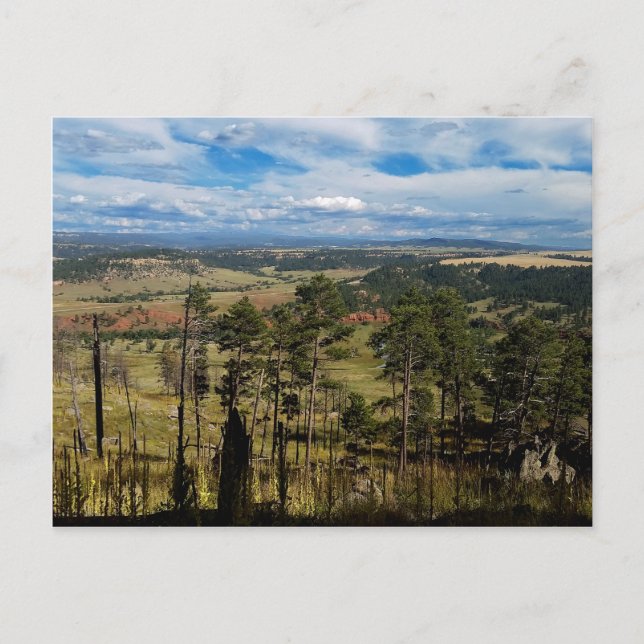 Carte Postale Pin Ponderosa de la tour Devils (Devant)