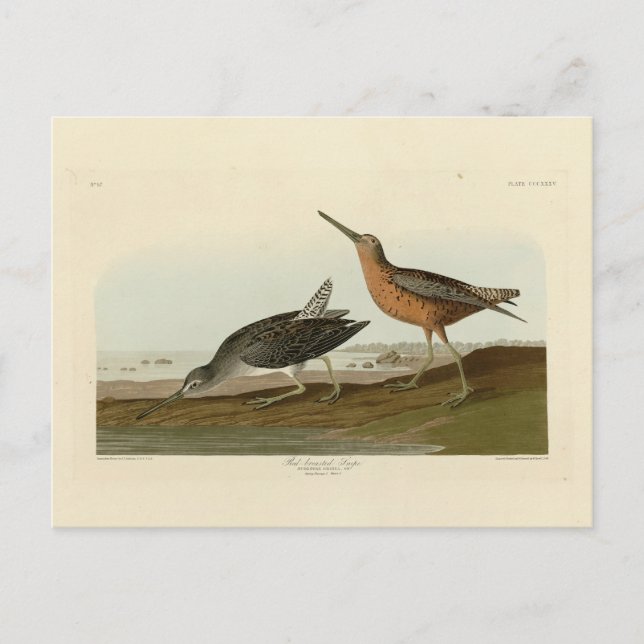 Carte Postale Pinceau à poitrine rouge des oiseaux d'Amérique d' (Devant)