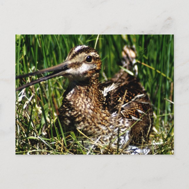 Carte Postale Pinceau commun (Devant)