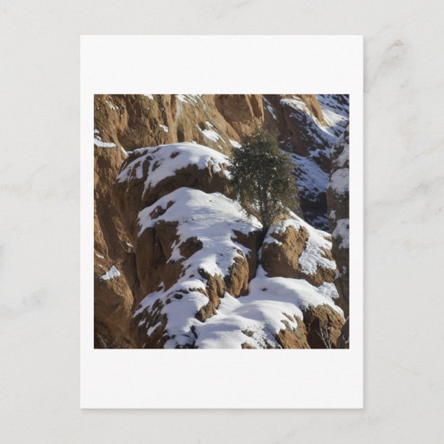 Carte Postale Pinceau de Bristlecone 1 (Devant)