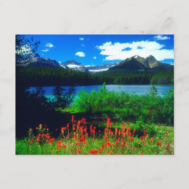 Carte Postale Pinceaux indiens fleurs sauvages (Devant)