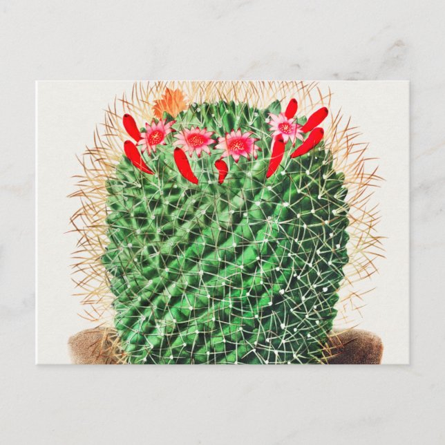 Carte Postale Pincushion Cactus vintage illustré (Devant)