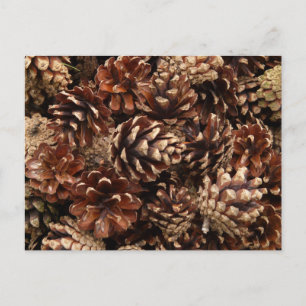 Carte postale Pine Cones
