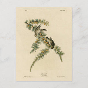 Carte Postale Pine Finch (Pine Siskin), Audubon Birds of America