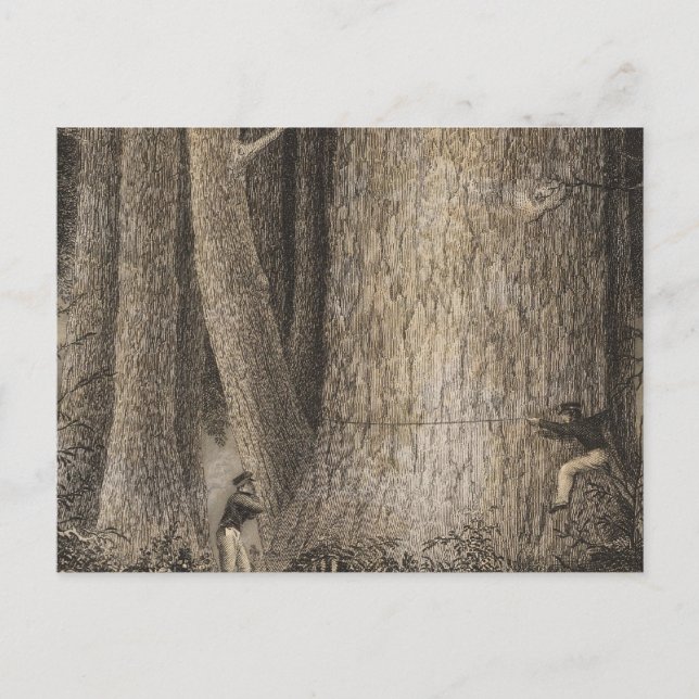 Carte Postale Pine Forest, Oregon (Devant)