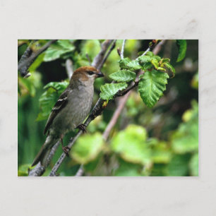 Carte Postale Pine Grosbeak