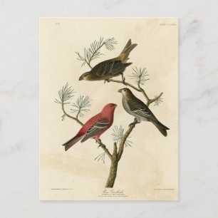Carte Postale Pine Grosbeak de Audubon's Birds of America
