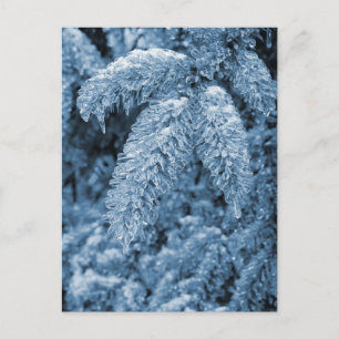Carte Postale Pine Icy