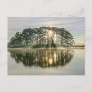Carte Postale Pine Island Sunray