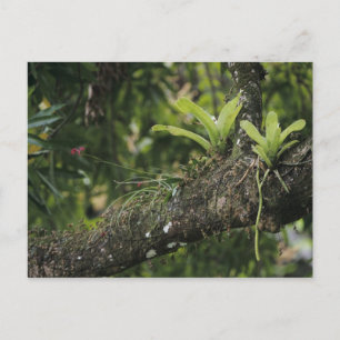 Carte Postale Pine Pink, Bletia purpurea, en fleurs sur Manguier