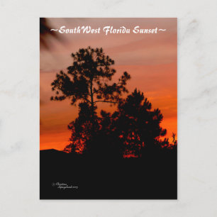 Carte postale Pine sapin couché de soleil en Flori