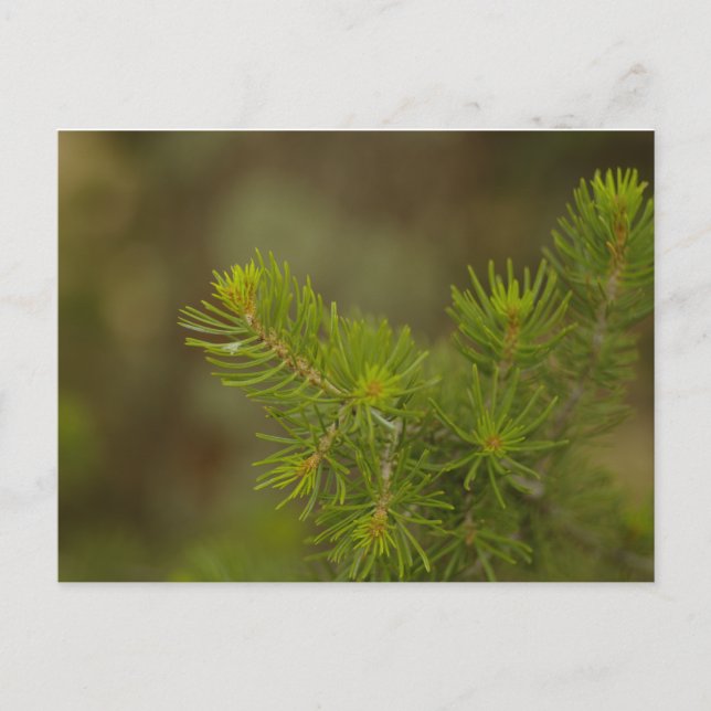 Carte postale Pine Tree (Devant)
