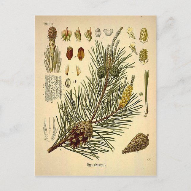 Carte Postale Pinecone Pine Tree Vintage Botanique Imprimer (Devant)