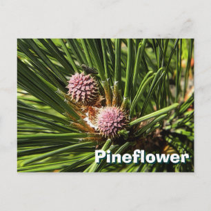 Carte Postale Pinefer
