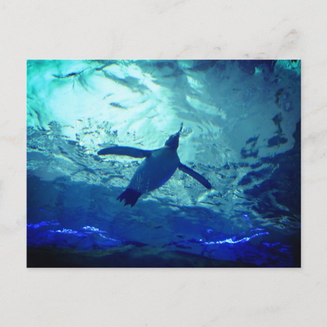 Carte postale Pingouin (Devant)