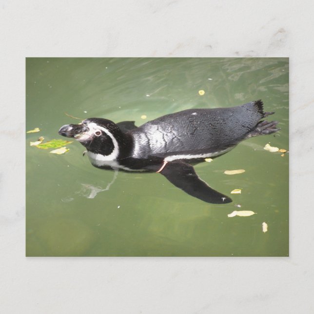 Carte Postale Pingouin (Devant)