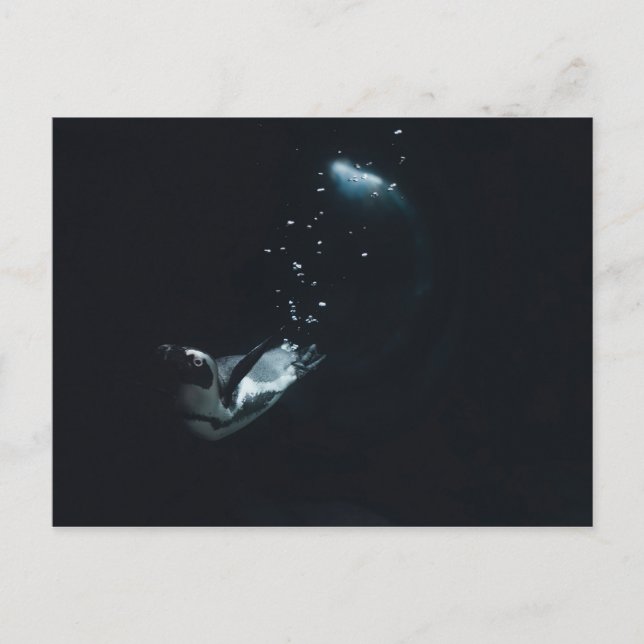 Carte Postale Pingouin (Devant)