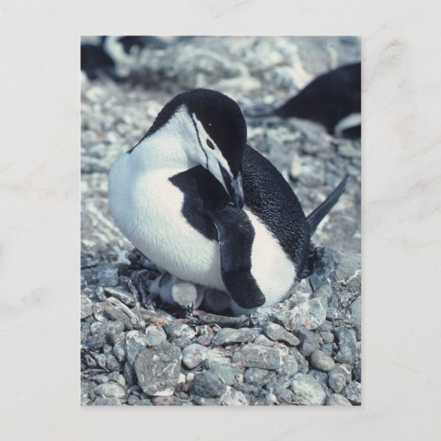 Carte Postale Pingouin à rayures (Devant)