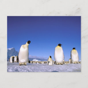 Carte Postale Pingouin   Antarctique, péninsule Antarctique
