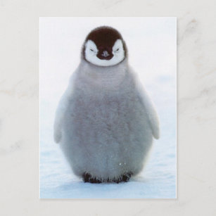 Carte Postale Pingouin bébé