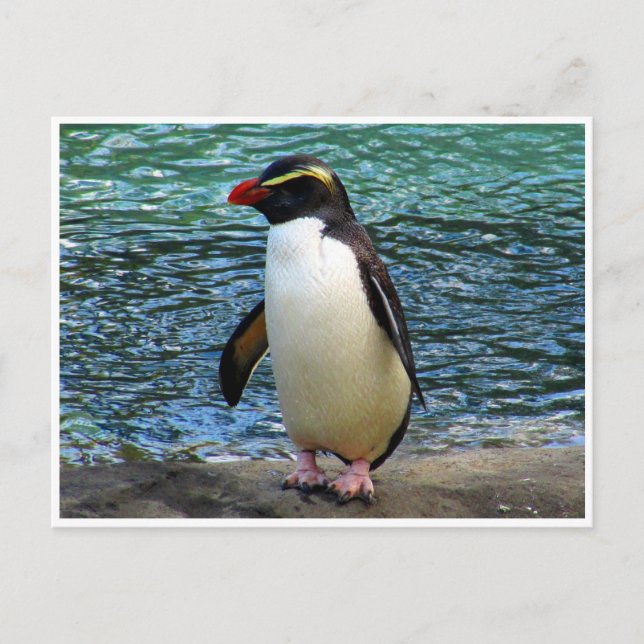 Carte Postale pingouin de fiordland (Devant)