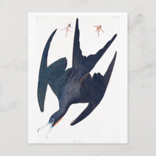 Carte Postale Pingouin de frégate