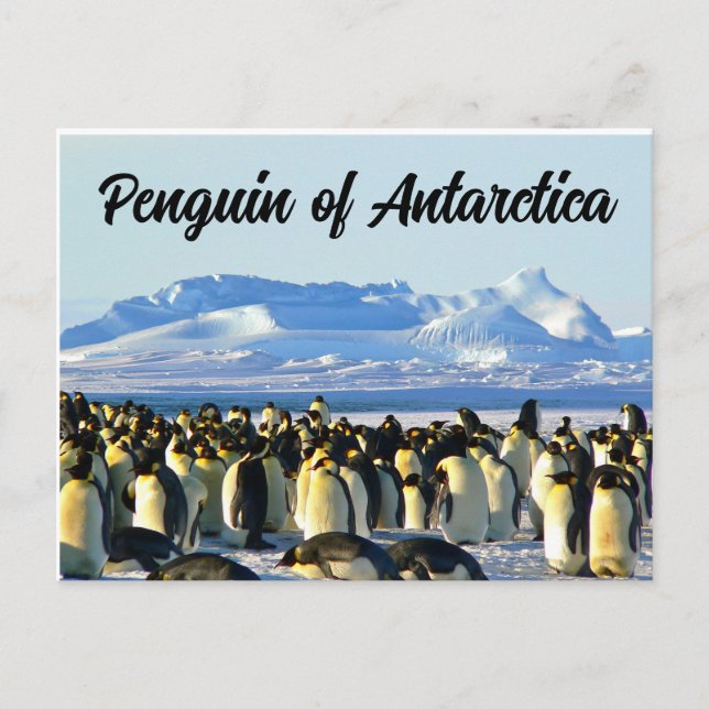 Carte Postale Pingouin de l'Antarctique (Devant)