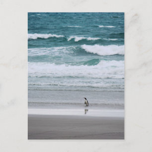 Carte Postale Pingouin de retour de l'océan