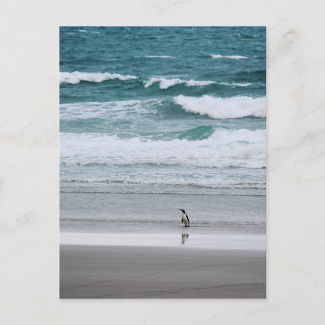 Carte Postale Pingouin de retour de l'océan (Devant)