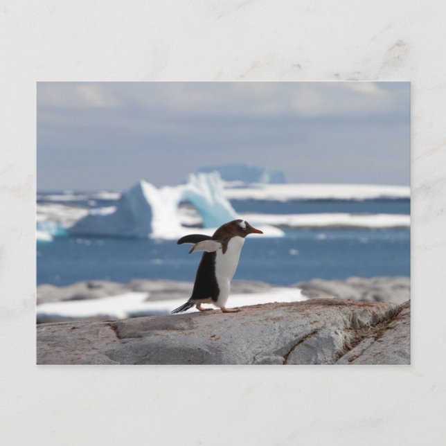 Carte Postale Pingouin devant une arche de glace (Devant)