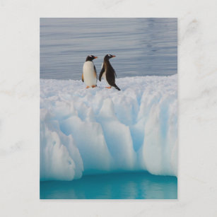 Carte Postale pingouin doux, Pygoscelis Papouasie, sur la glace 