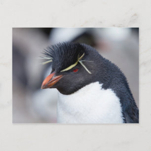 Carte Postale Pingouin du sud de Rockhopper