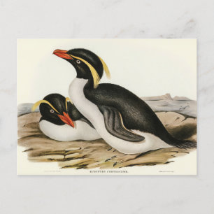 Carte Postale Pingouin en cage par Elizabeth Gould