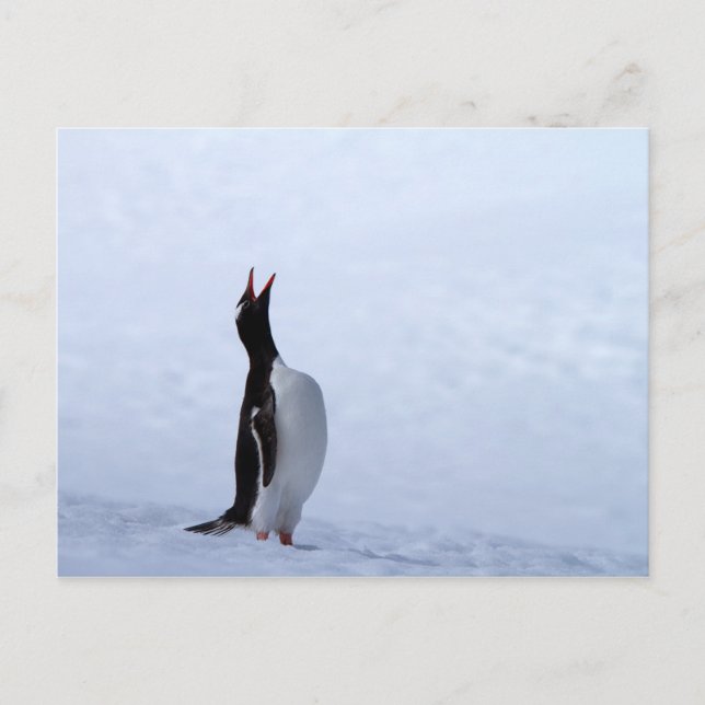 Carte Postale Pingouin Gentoo (Devant)