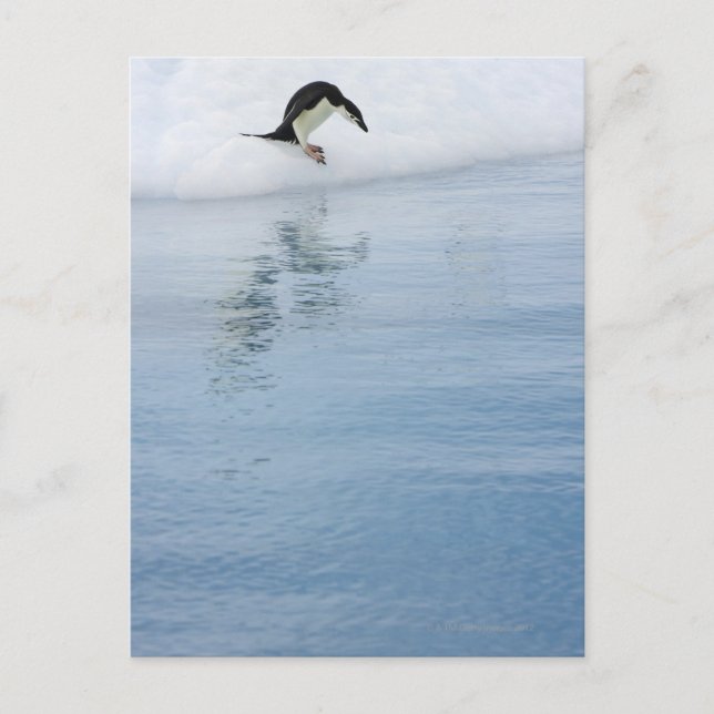 Carte Postale Pingouin Gentoo (Pygoscelis papua) (Devant)