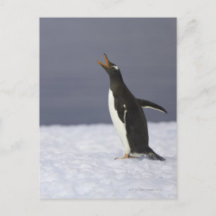 Carte Postale Pingouin Gentoo (Pygoscelis papua) adulte