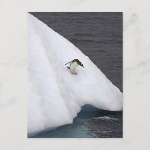 Carte Postale Pingouin Gentoo Pygoscelis papua) debout