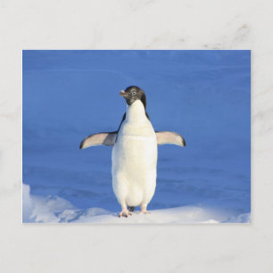 Carte Postale pingouin joyeux étreinte de danse