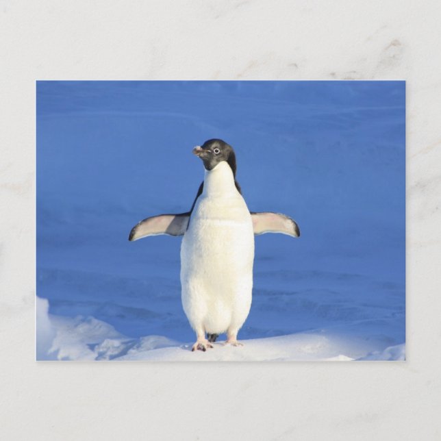 Carte Postale pingouin joyeux étreinte de danse (Devant)