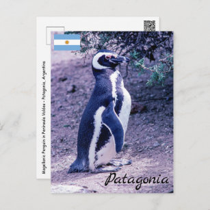 Carte Postale Pingouin magellanique dans la péninsule Valdes - P