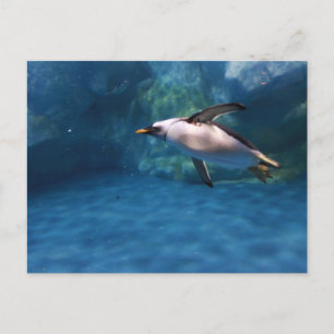 Carte Postale Pingouin Nage sous-marine